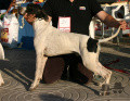 Pedigree VITO DE AKELARRE Pedigree VITO DE AKELARRE